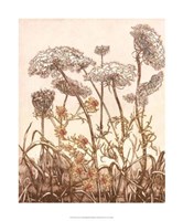 Field of Lace II Giclee