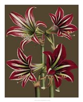 Lush Amaryllis I Giclee