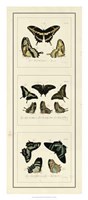 Antique Butterfly Panel II Giclee