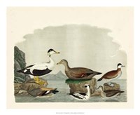 Duck Family I by Alexander Wilson - 22" x 18" - $28.99