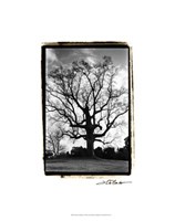 Majestic Splendor Giclee