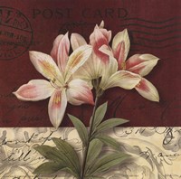 Postcard Lily Fine Art Print