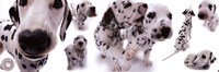 Dogs - Dalmatians Fine Art Print