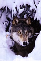 Winter Wolf Wall Poster