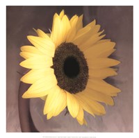 Sunflower Framed Print