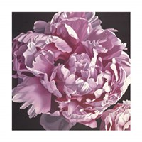 Peony I Fine Art Print