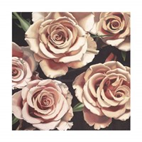 Roses Fine Art Print