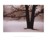 Tranquility Fine Art Print