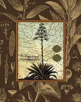 C. Capsolorum Fine Art Print