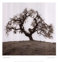 Hillside Oak Tree by Alan Blaustein - 13" x 14"
