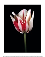 Tulipa Sorbet Fine Art Print