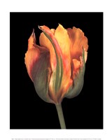 Tulipa Golden Artist Fine Art Print