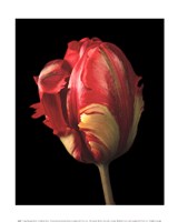Tulipa Orange Flame Fine Art Print