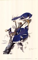 Blue Jay Fine Art Print