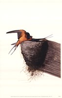 Barn Swallow Fine Art Print