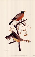 American Robin Fine Art Print