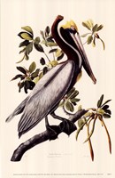 Brown Pelican Fine Art Print