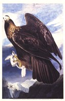 Golden Eagle Fine Art Print