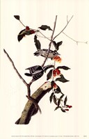 Downy Woodpecker Fine Art Print