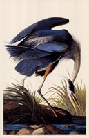 Great Blue Heron Fine Art Print