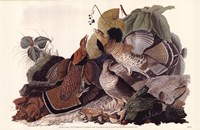 Ruffed Grouse Fine Art Print