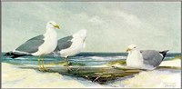 Resting Gulls Fine Art Print