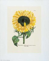 Chrysanthemum Fine Art Print