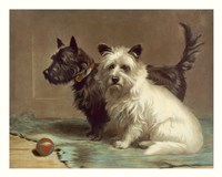 Scotty and Khaki Fine Art Print