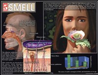 Smell by Angela Ferrante - 22" x 17"