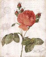 June Rose Fine Art Print