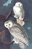 Snowy Owl Fine Art Print