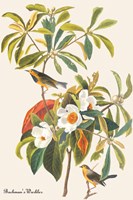 Bachman's Warbler Fine Art Print