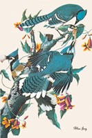 Blue Jay Fine Art Print
