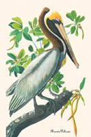 Brown Pelican Fine Art Print