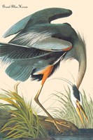 Great Blue Heron Fine Art Print