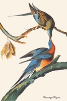 Passenger Pigeon Fine Art Print