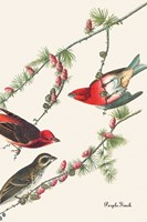 Purple Finch Fine Art Print