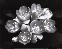 Camellia Bloom Fine Art Print