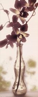 Charming Orchid Fine Art Print