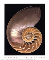 Chambered Nautilus by Harold Feinstein - 12" x 14"