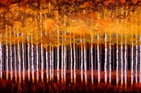 Golden Aspens Fine Art Print