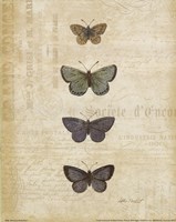 8" x 10" Butterfly Pictures