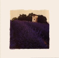 Lavender Fields Pictures