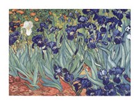 Irises, Saint-Remy, c.1889 Framed Print