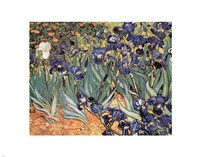 Irises in the Garden, Saint-Remy, 1889 by Vincent Van Gogh, 1889 - various sizes