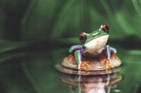Red-Eyed Tree Frog Fine Art Print