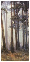 Silver Trees II by Jill Barton - 19" x 39"