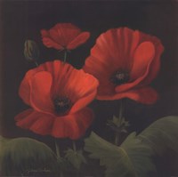 Vibrant Red Poppies I Fine Art Print