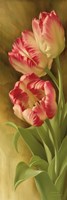 Spring's Parrot Tulip II Fine Art Print