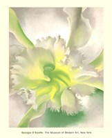 An Orchid by Georgia O'Keeffe - 26" x 32"